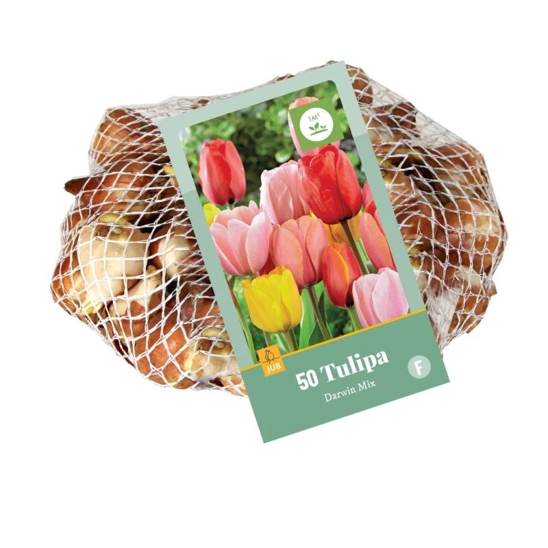 Tulipes Mélange Darwin Hybride (sac en filet 50 pièces)