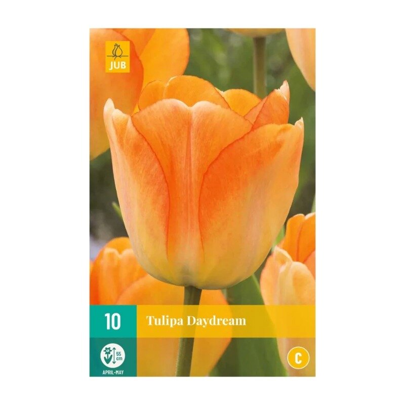 Tulipes Daydream (sachet de 10 pièces)