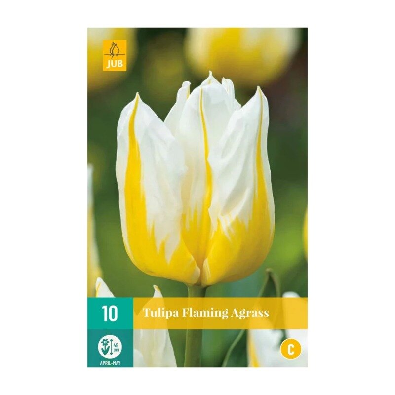 Tulipes Flaming Agrass (sachet de 10 pièces)