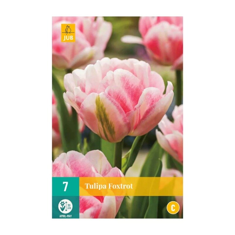 Tulipes Foxtrot (sachet de 7 pièces)