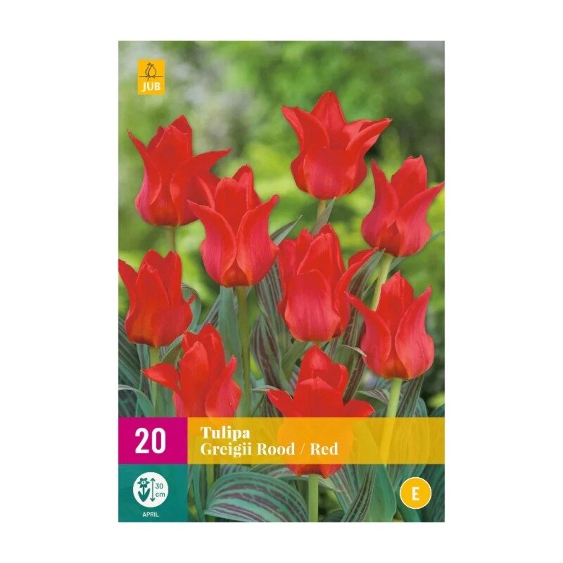 Tulipes Greigii Rouge (sac XXL 20 pièces)