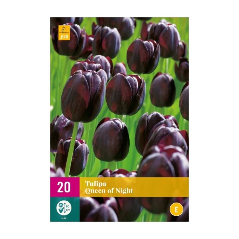 Tulipes Queen Of Night (sac XXL 20 pièces)