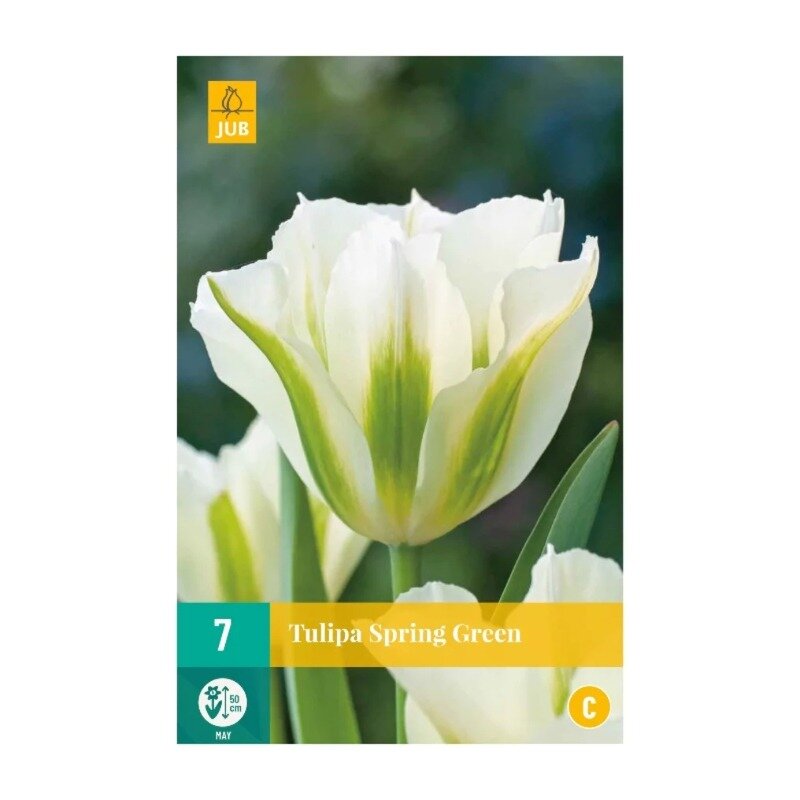 Tulipes Spring Green (sachet de 7 pièces)