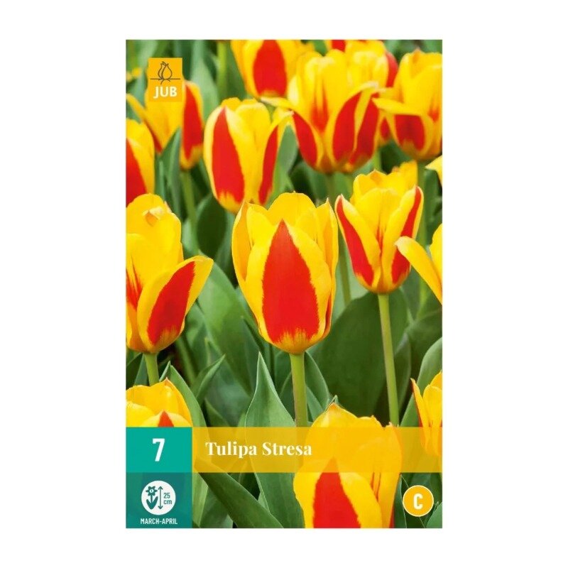 Tulipes Stresa (sachet de 7 pièces)