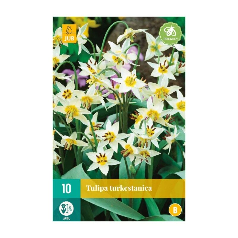 Tulipes Turkestanica (sachet de 10 pièces)