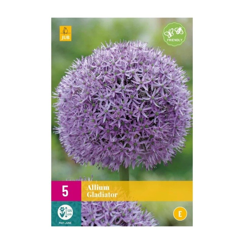 Allium Gladiator (sac XXL 5 pièces)