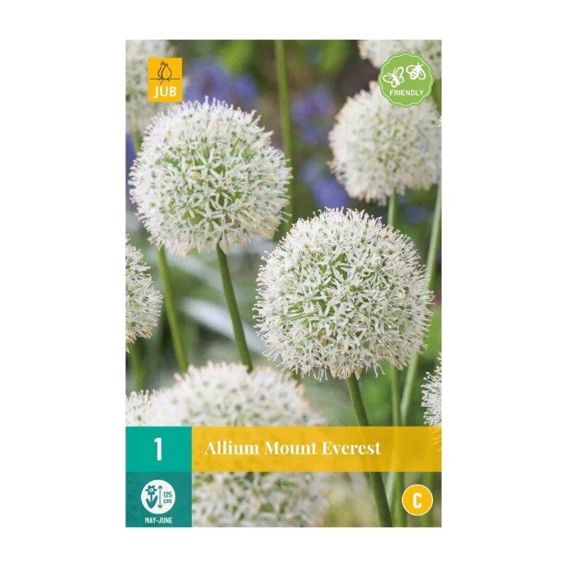 Allium Mount Everest (sachet de 1 pièces)