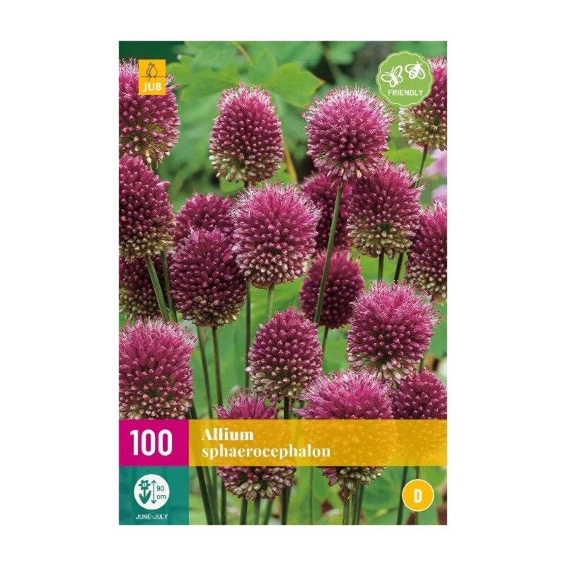 Allium sphaerocephalon (sac XXL 100 pièces)