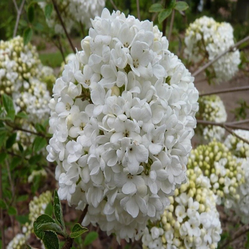 Viburnum « Eskimo » 