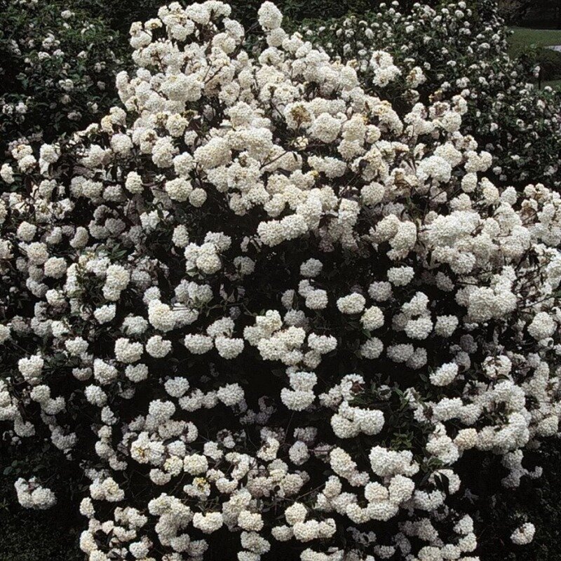 Viburnum « Eskimo » 