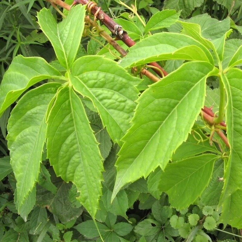 Vigne à cinq feuilles 