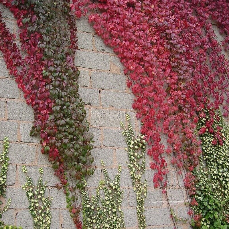 Vigne à cinq feuilles 