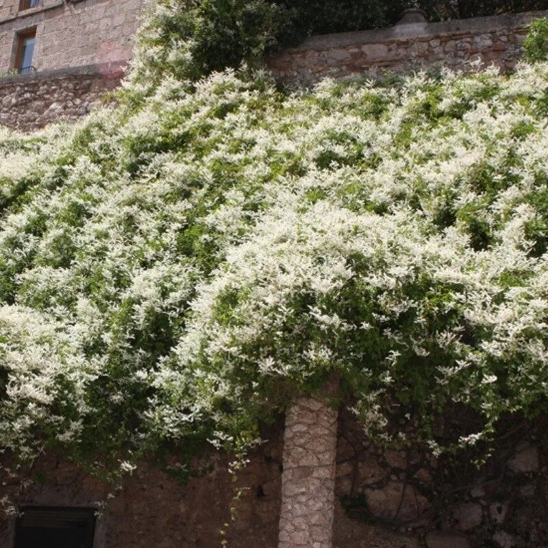 Vrillée de Boukhara 