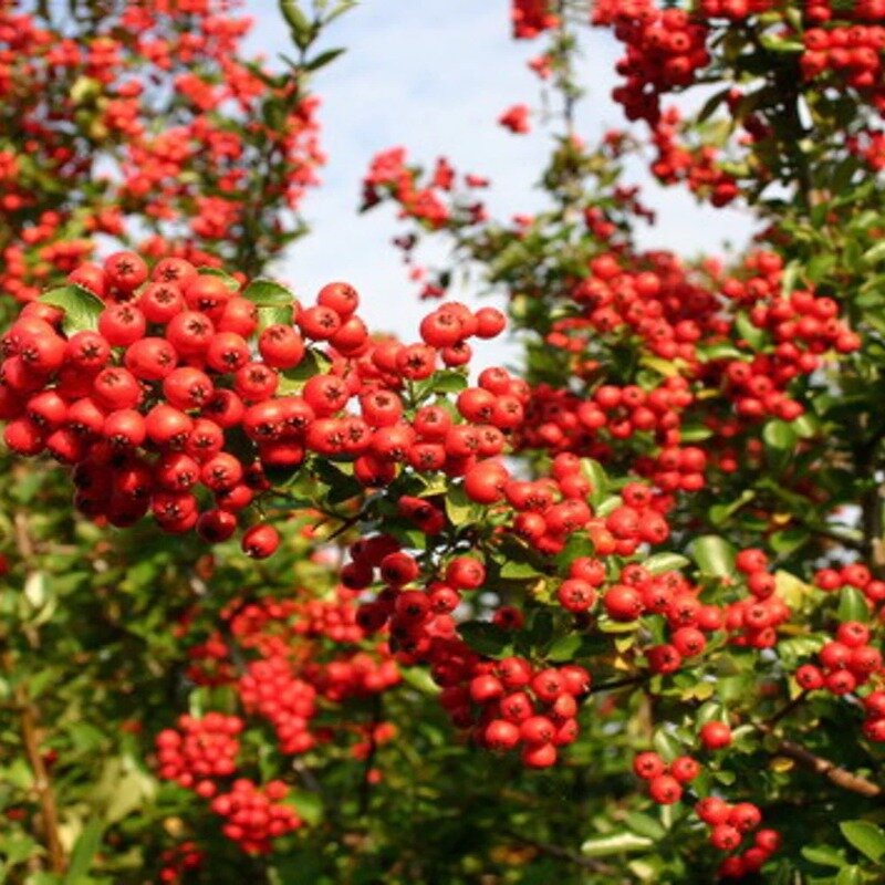 Buisson ardent rouge 