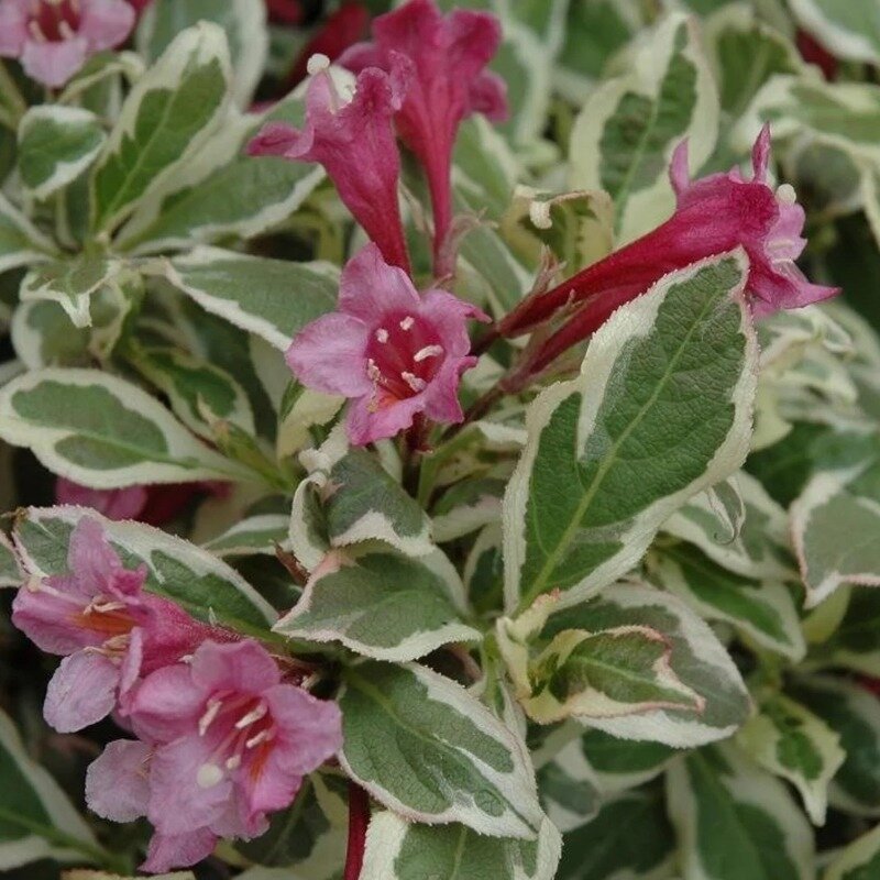 Weigela florida « Monet » 