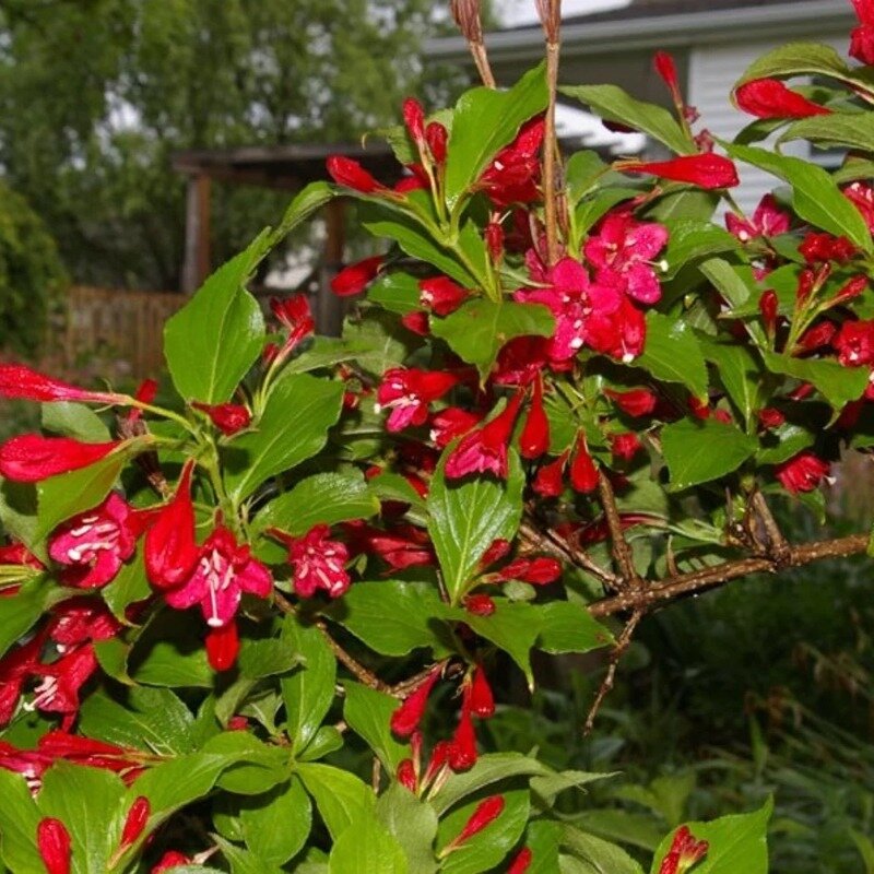 Weigela « Red Prince » 