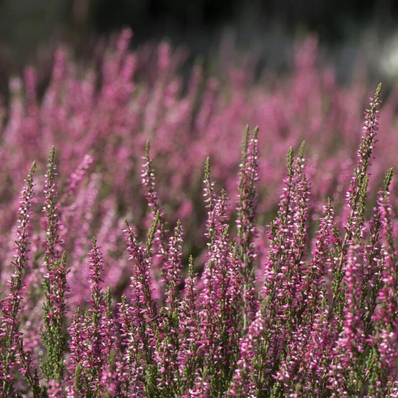 Bruyère carnée rose 