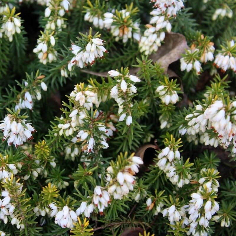 Bruyère carnée blanche 