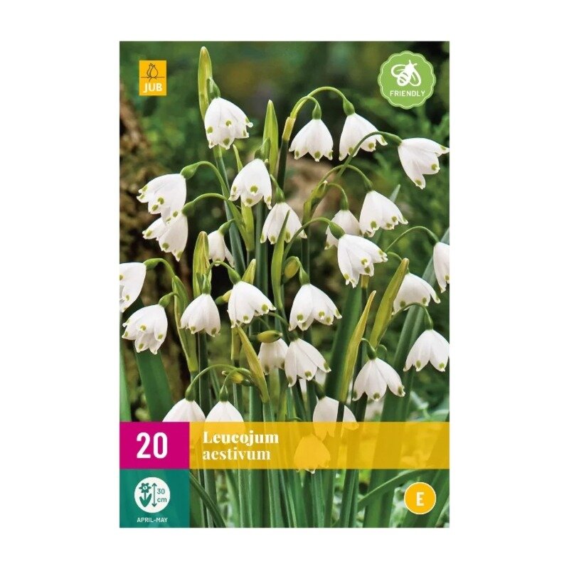 Leucojum aestivum (sac XXL 20 pièces)